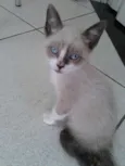 Tobias