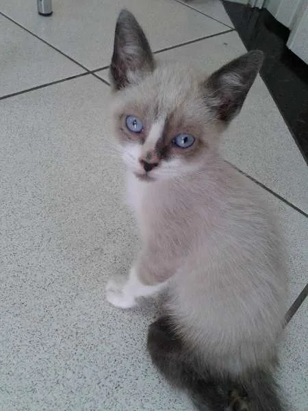 Gato ra a Siamês idade 2 a 6 meses nome Tobias