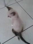 Tobias