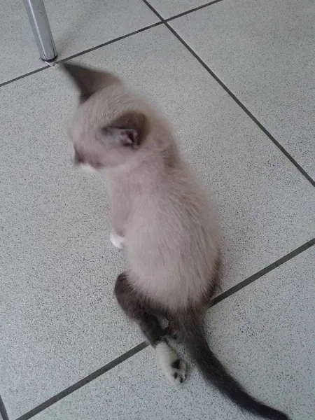 Gato ra a Siamês idade 2 a 6 meses nome Tobias