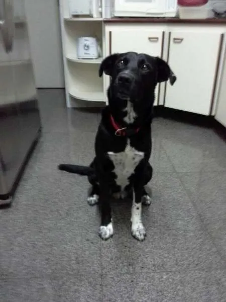Cachorro ra a Vira-Lata idade 3 anos nome Achado Vila Romana/