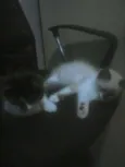 Mimi