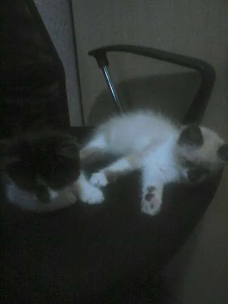 Gato ra a SRD idade Abaixo de 2 meses nome Mimi