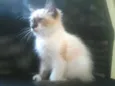 Mimi