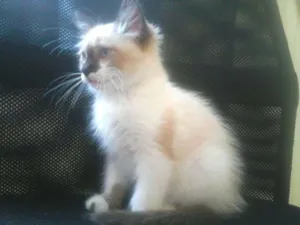Gato raça SRD idade Abaixo de 2 meses nome Mimi