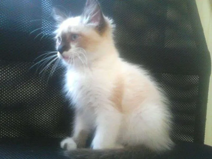 Gato ra a SRD idade Abaixo de 2 meses nome Mimi