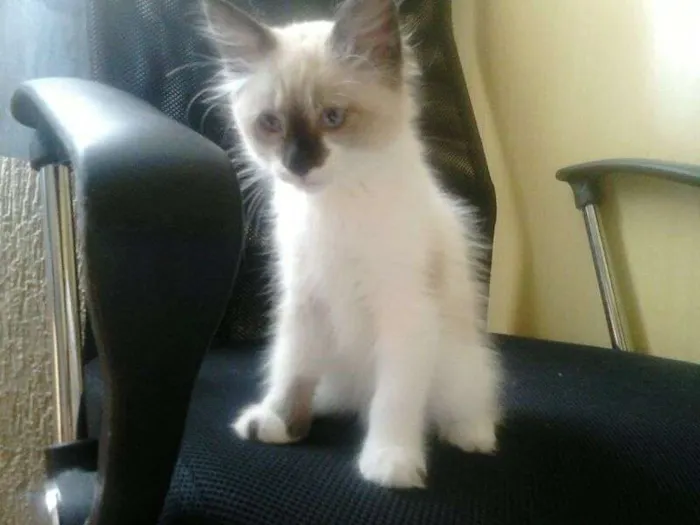 Gato ra a SRD idade Abaixo de 2 meses nome Mimi