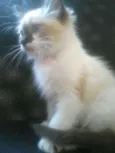 Mimi