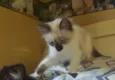 Mimi