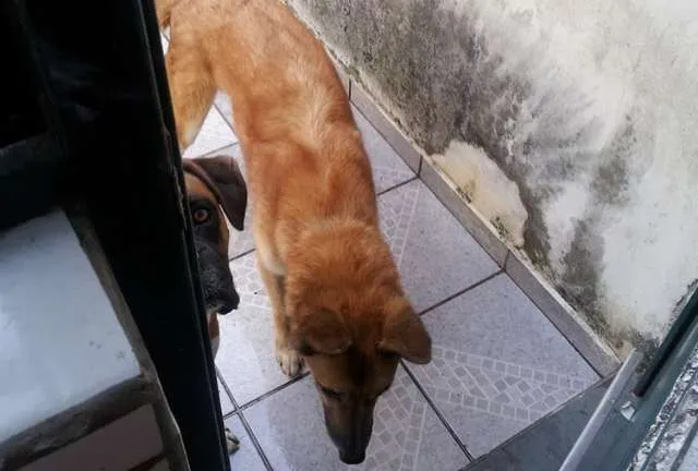 Cachorro ra a mestiço pastor alemão com akita idade 4 anos nome Akamaru