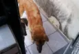 Akamaru