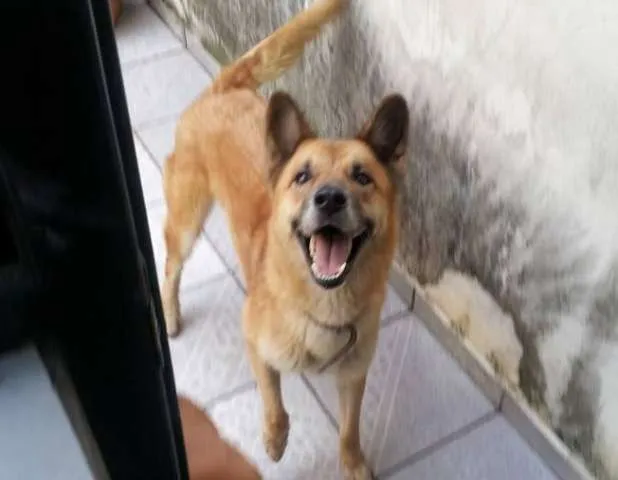 Cachorro ra a mestiço pastor alemão com akita idade 4 anos nome Akamaru