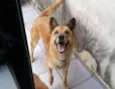 Akamaru