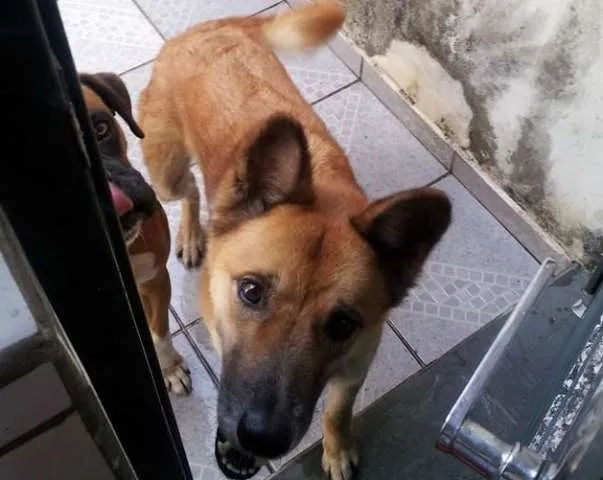 Cachorro ra a mestiço pastor alemão com akita idade 4 anos nome Akamaru