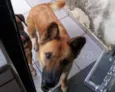 Akamaru