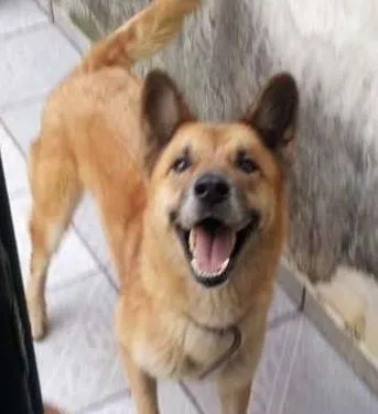 Cachorro ra a mestiço pastor alemão com akita idade 4 anos nome Akamaru