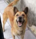Akamaru