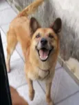 Akamaru