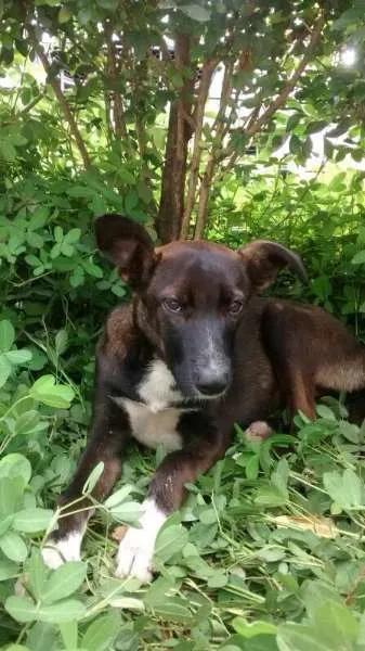 Cachorro raça Vira-lata idade 7 a 11 meses nome Meg