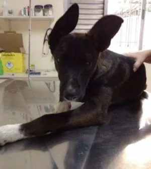 Cachorro raça Vira-lata idade 7 a 11 meses nome Meg