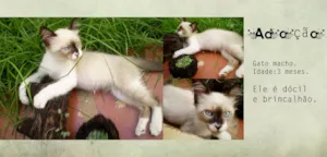 Gato raça mestiço idade 2 a 6 meses nome Bilu