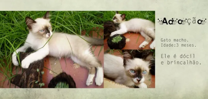 Gato ra a mestiço idade 2 a 6 meses nome Bilu