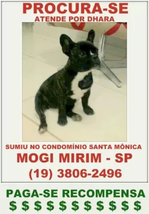 Cachorro raça Bulldog idade 7 a 11 meses nome Dhara GRATIFICA