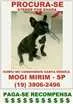 Cachorro raça Bulldog idade 7 a 11 meses nome Dhara GRATIFICA