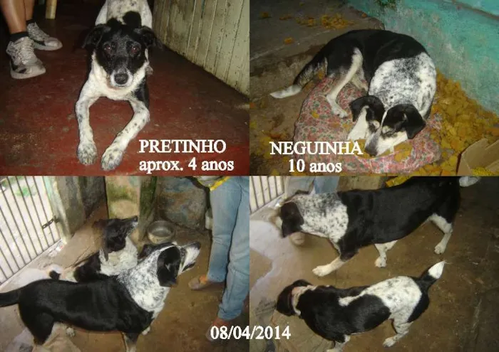 Cachorro ra a SRD idade 4 anos nome Neguinha & Pretinho
