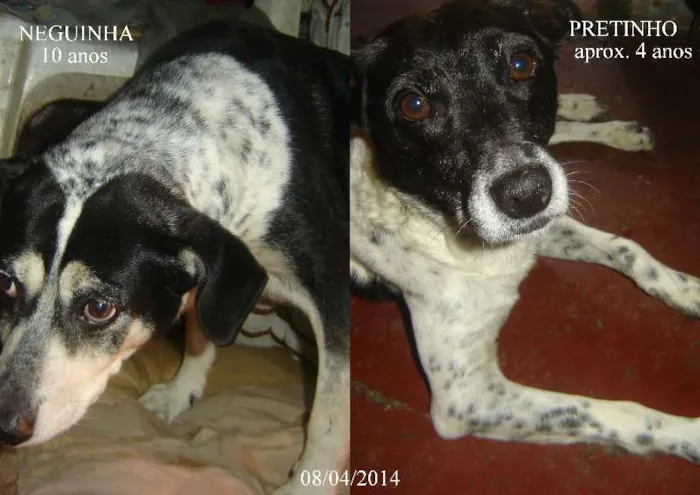 Cachorro ra a SRD idade 4 anos nome Neguinha & Pretinho
