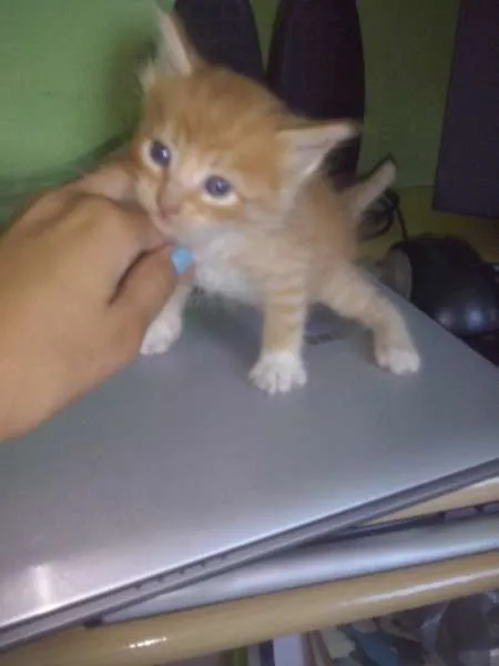 Gato ra a idade 2 a 6 meses nome não tem nome