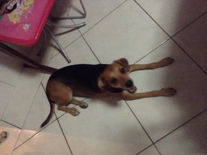 Cachorro ra a Vira lata idade 1 ano nome Lua