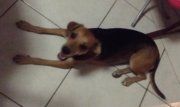 Cachorro ra a Vira lata idade 1 ano nome Lua