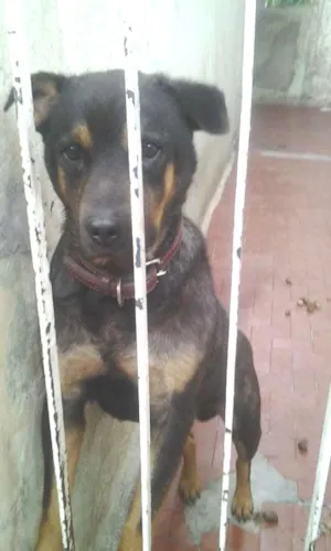 Cachorro raça Labrador idade 5 anos nome Nick