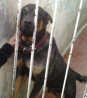Cachorro ra a Labrador idade 5 anos nome Nick
