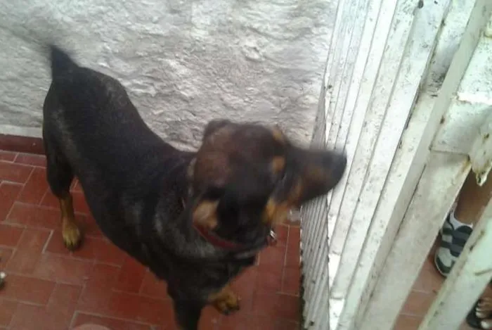 Cachorro ra a Labrador idade 5 anos nome Nick