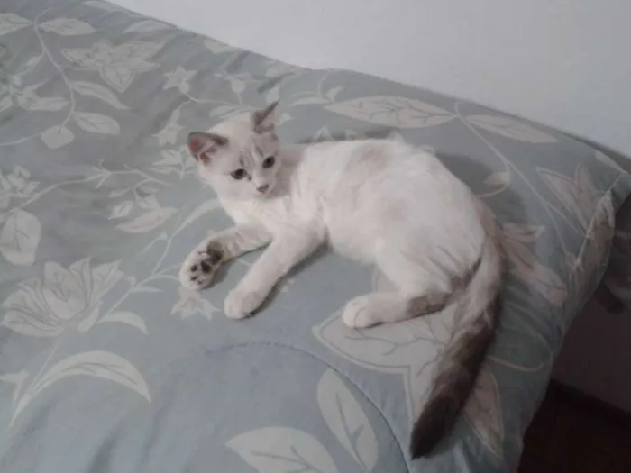 Gato ra a SRD idade 2 a 6 meses nome Nina
