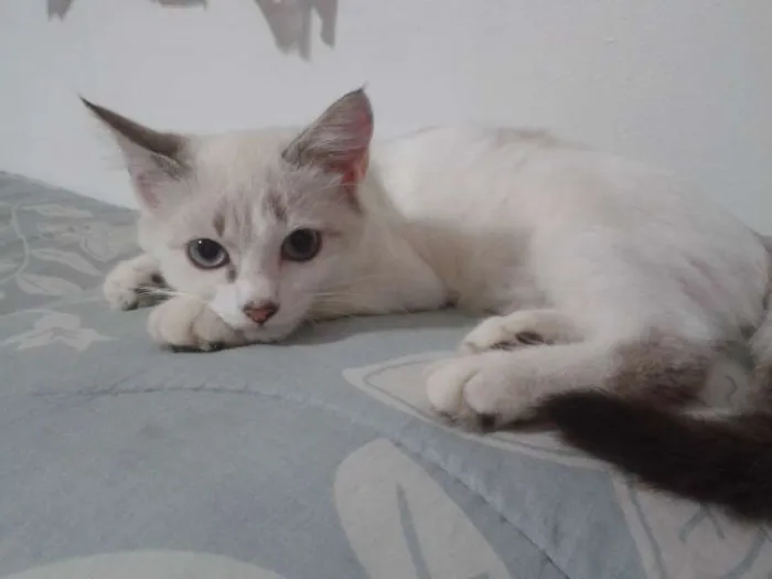 Gato ra a SRD idade 2 a 6 meses nome Nina