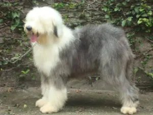 Cachorro raça Sheepdog idade 3 anos nome baby