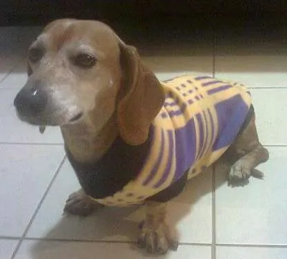 Cachorro ra a Dachshund idade 6 ou mais anos nome BOB