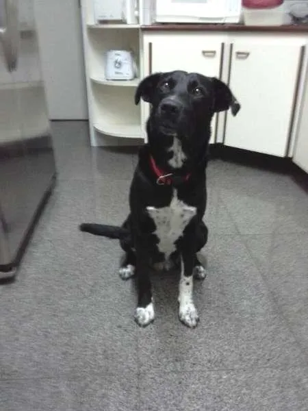 Cachorro ra a Vira-Lata idade 3 anos nome Achado Vila Romana/