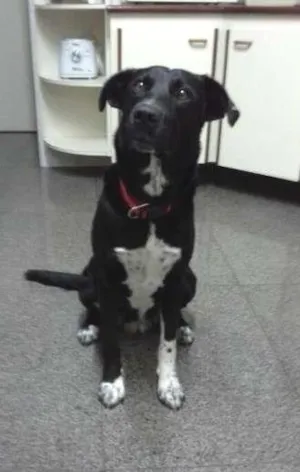 Cachorro raça Vira-Lata idade 3 anos nome Achado Vila Romana/