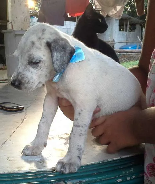 Cachorro ra a SRD idade Abaixo de 2 meses nome filhota 2