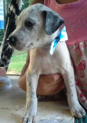 Cachorro raça SRD idade Abaixo de 2 meses nome filhota 2