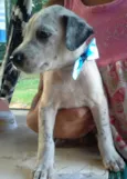 filhota 2