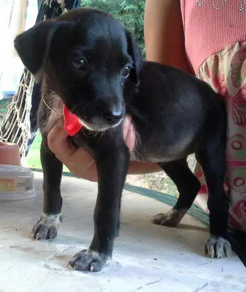 Cachorro ra a SRD idade Abaixo de 2 meses nome filhote 3