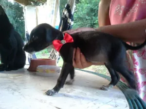 Cachorro raça SRD idade Abaixo de 2 meses nome filhote 3