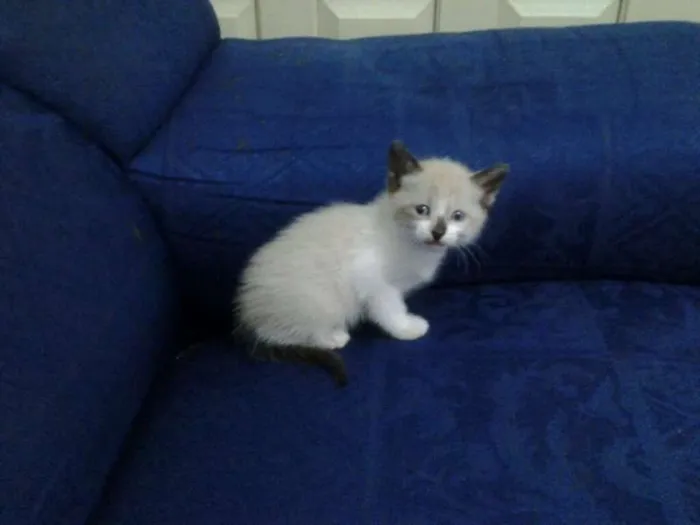 Gato ra a sem raça definida idade Abaixo de 2 meses nome bebe