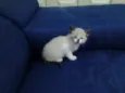 bebe