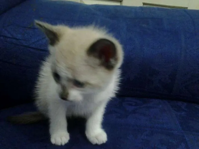 Gato ra a sem raça definida idade Abaixo de 2 meses nome bebe